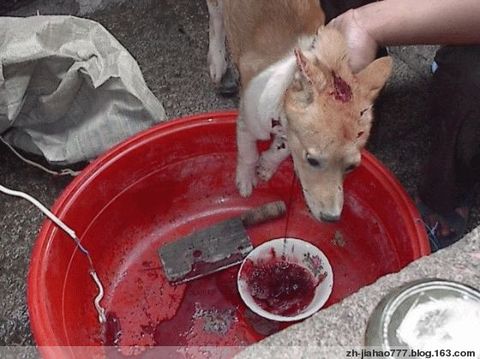 ����᲻�ᳫ����������