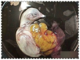ͼ˵���������ࡪ������Ϊ�β��ܳ�