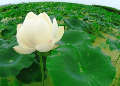 ������뷨�Ŀ�ʾ