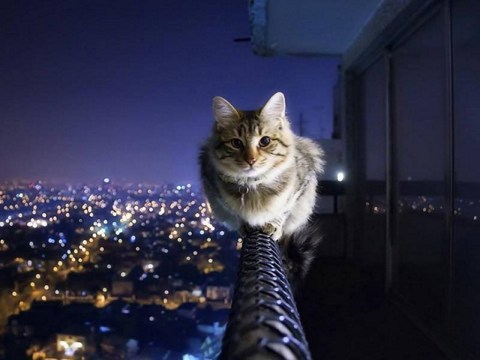 ���Ĳ�ɱΪ����֮��