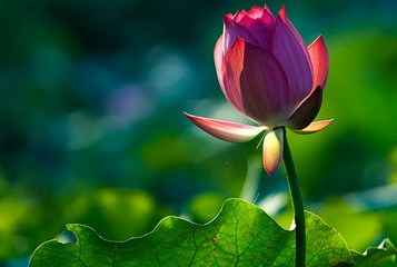 �ļ��е���ʳ����
