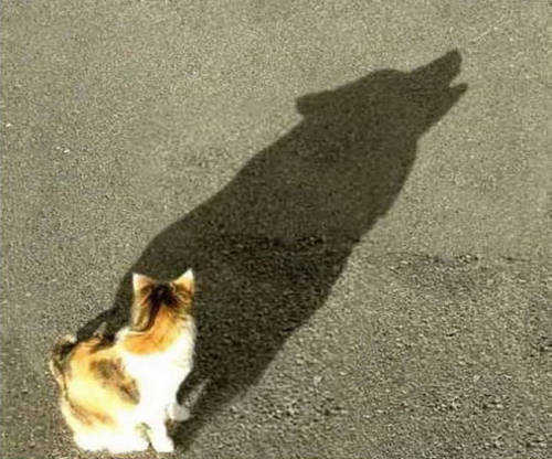 �����Լ���Ӱ��