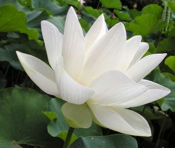 �ı����ڵĻ���������������ǵ�����