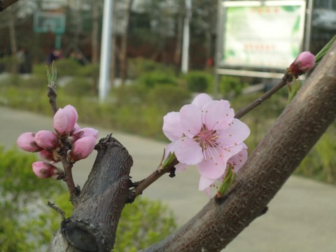 ���Գ���Ա��ʮ������