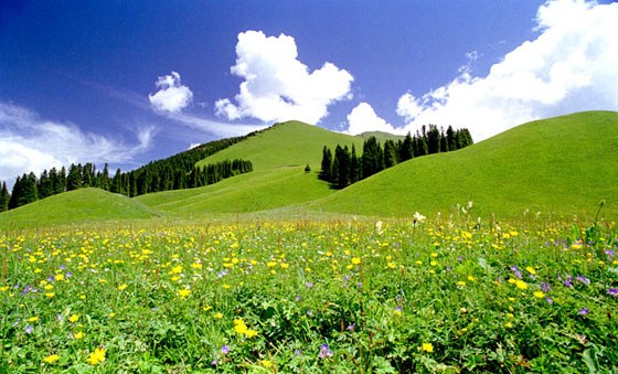 ����ȥ����������Ӳ�
