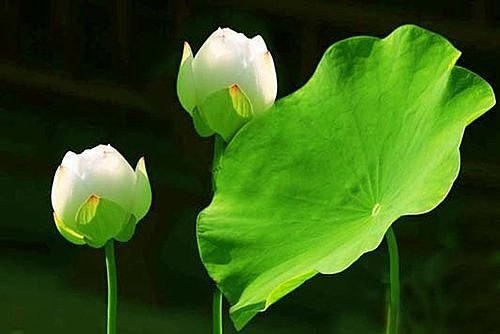 ��Ů�븸ĸ֮����������