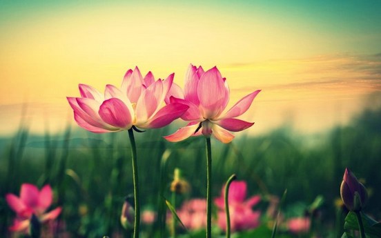 ��ҪΪ�����Ӧ���޵�