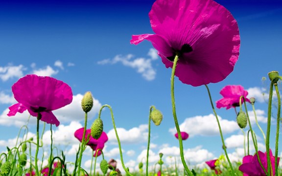 һ����Ա�����˻��ǹ��ĺ컨