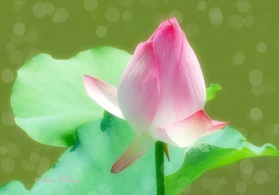 �ӲƸ�Ͷ�ʵ�����Ͷ��