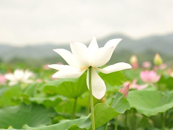���������뷢������