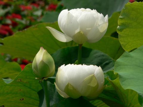 ������Щ�ˣ�Ӧ���ڲ�ʩ�м��Ϸ�ʩ