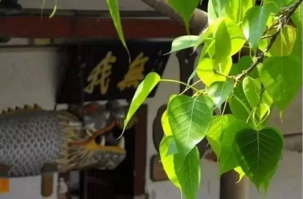 ���Ź�����˭��֪��