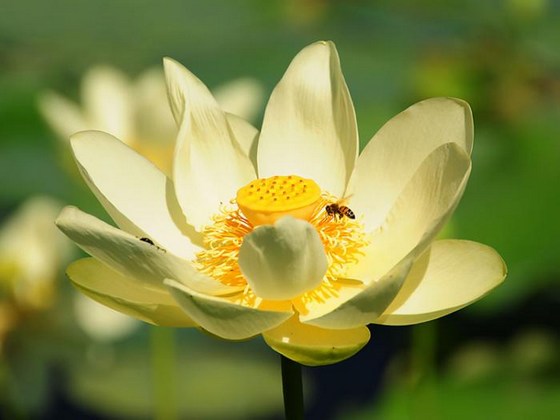 �������룬����һ�ģ�ȫ�屳��