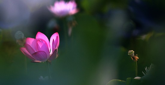��Ӧ�������Ⱦ�����