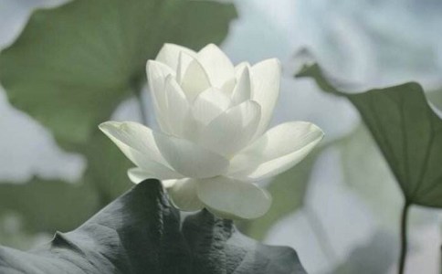 �������轵�����ķ���
