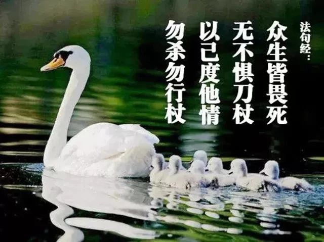 ��ʦ����ڣ�����Ҳ������ɱ��