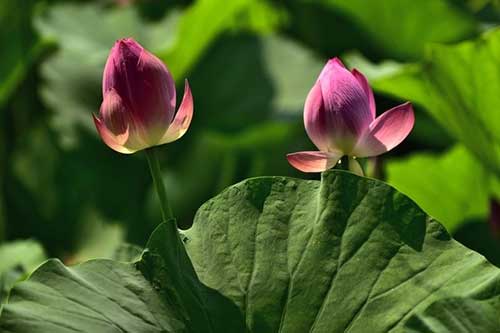 ڿ�ߣ�Ϊ�������������е£���թΪ��