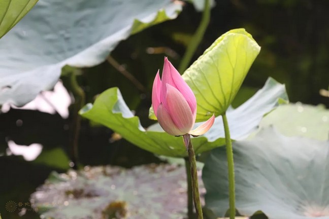 ΪʲôҪ�ް���������
