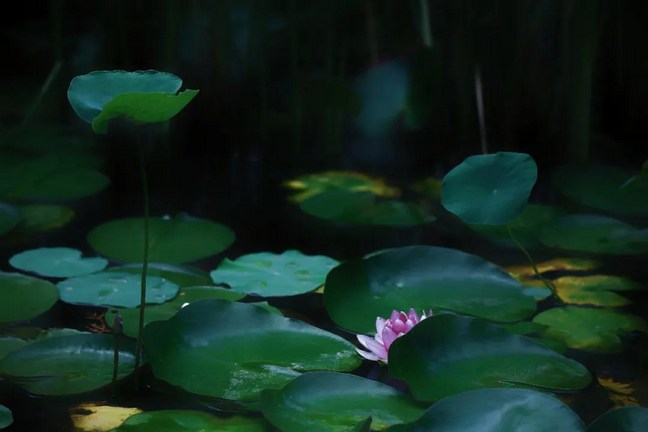�ƾ�ɽ����ʦ���Ϸ�����һ������