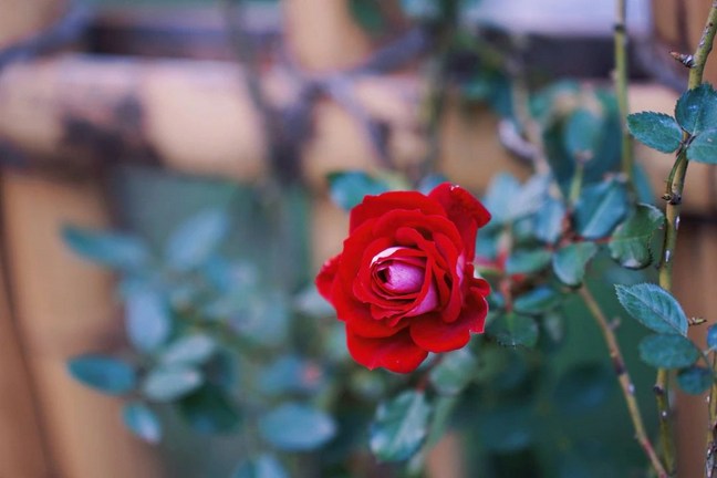 ���Һ����ס����ʮ���ƽ���