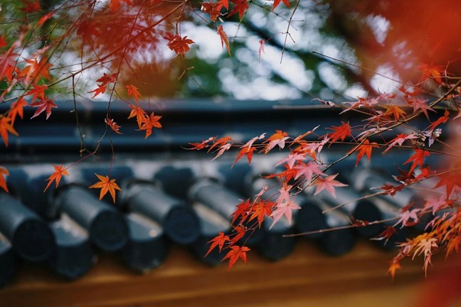 �ܽ�ûѧ�䣬���˽��㡸�淸�䡹��