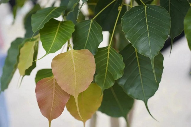 ��ַ�����
