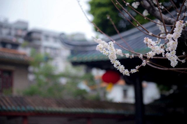 �����������������롸��ӳ�Ȭ����ì����