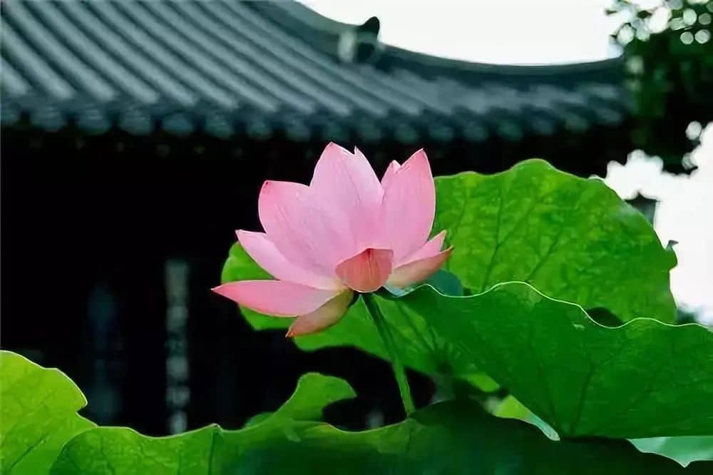 �򷨽Կ�Ϊ�λ�Ҫ���й���