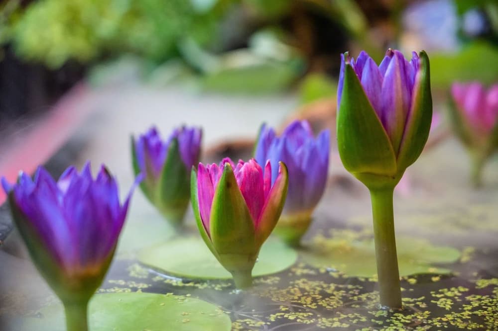 �������ҵ�����Ż�����ֻص�����