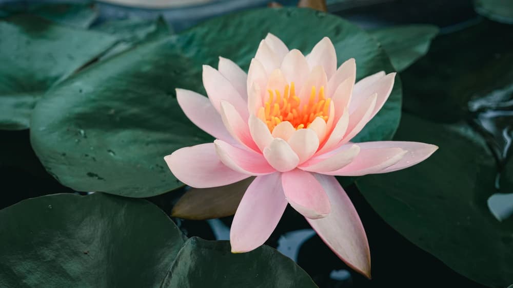 �޵��ҵ�һ�����Ŷ�����